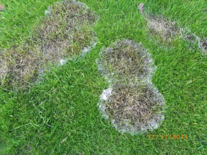 • снежная плесень(фузариоз) газон