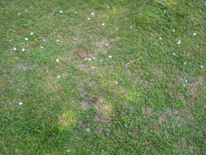 Мавританский газон клевер