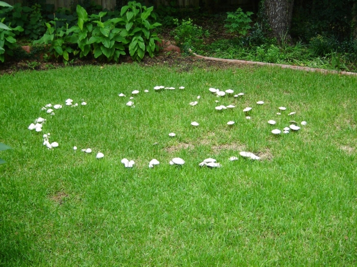 Ведьмин круг