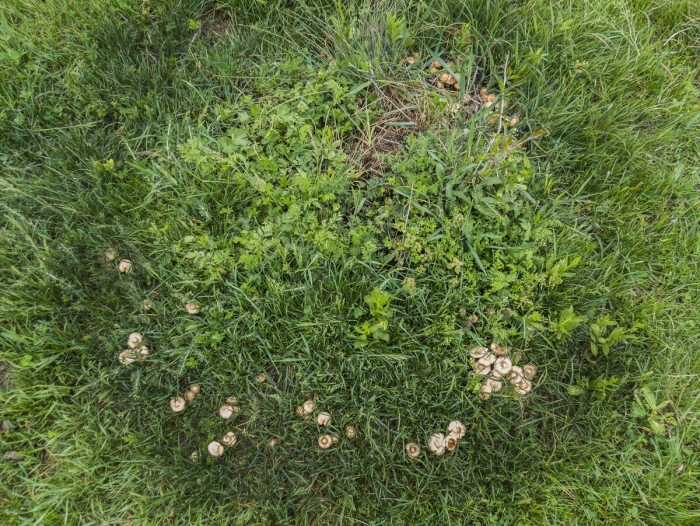 Грибной ведьмин круг