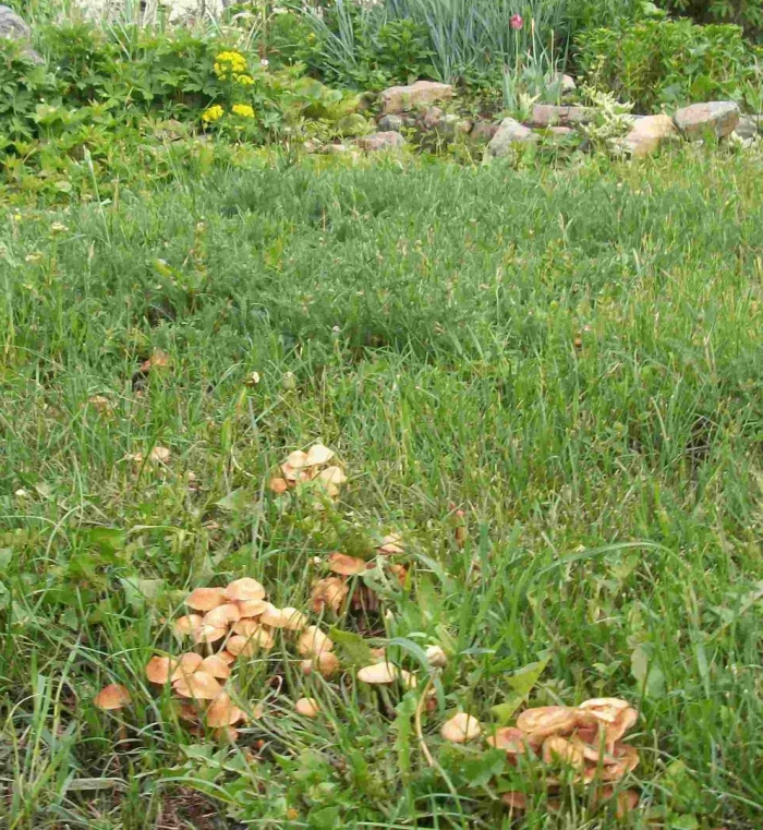 Опёнок луговой съедобный