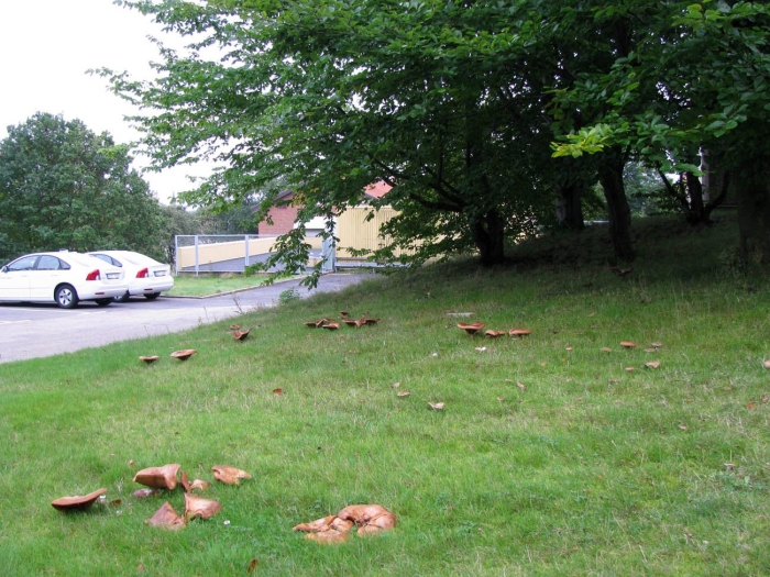 Неретина грибная поляна