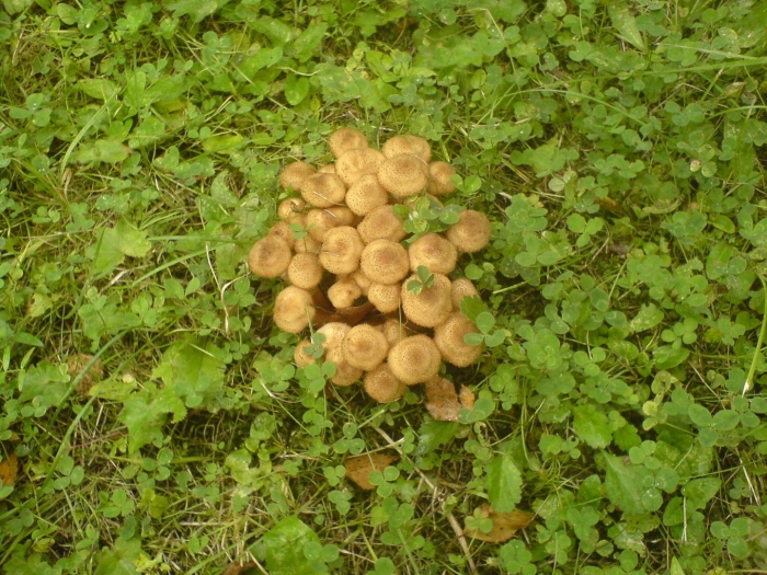 Луговые опята и древесные