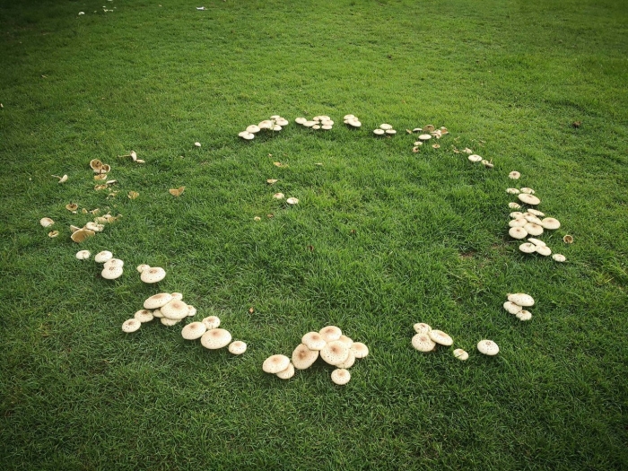 Грибница ведьмин круг