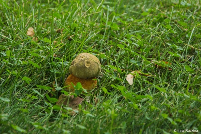 Дубовик оливково бурый