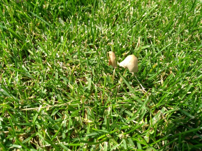 Грибы на газоне