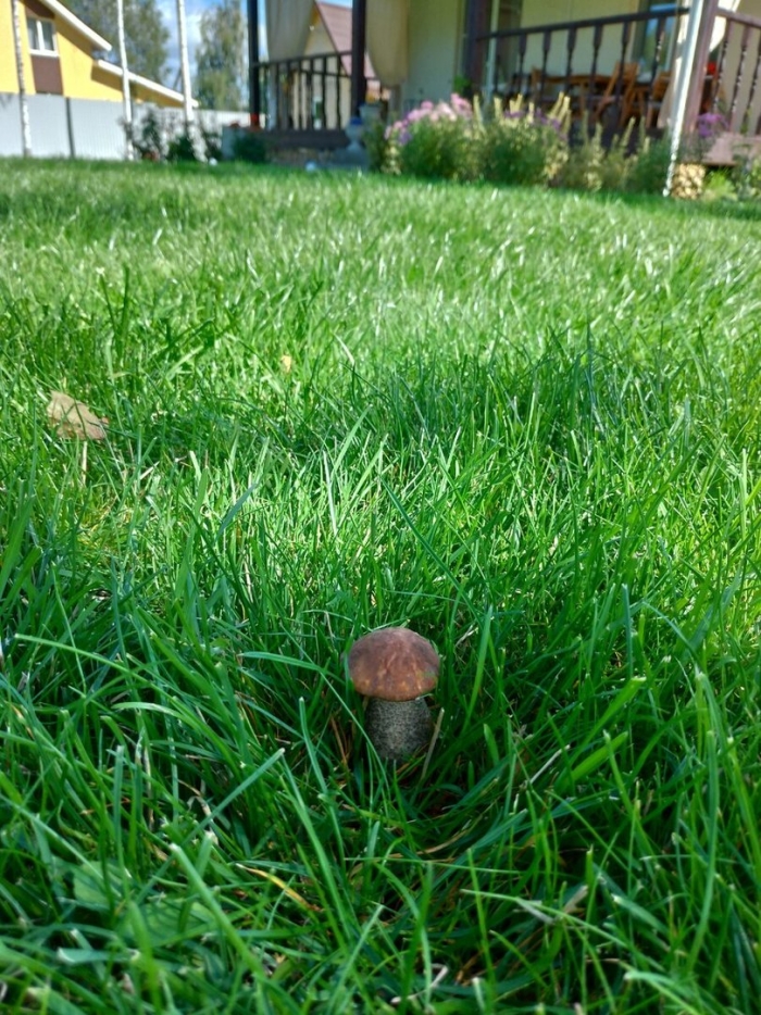 Трава грибы