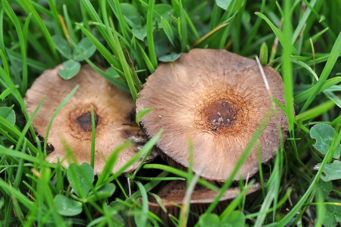 Подкрапивники грибы