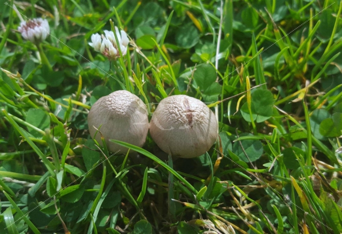 Шампиньон луговой agaricus campestris