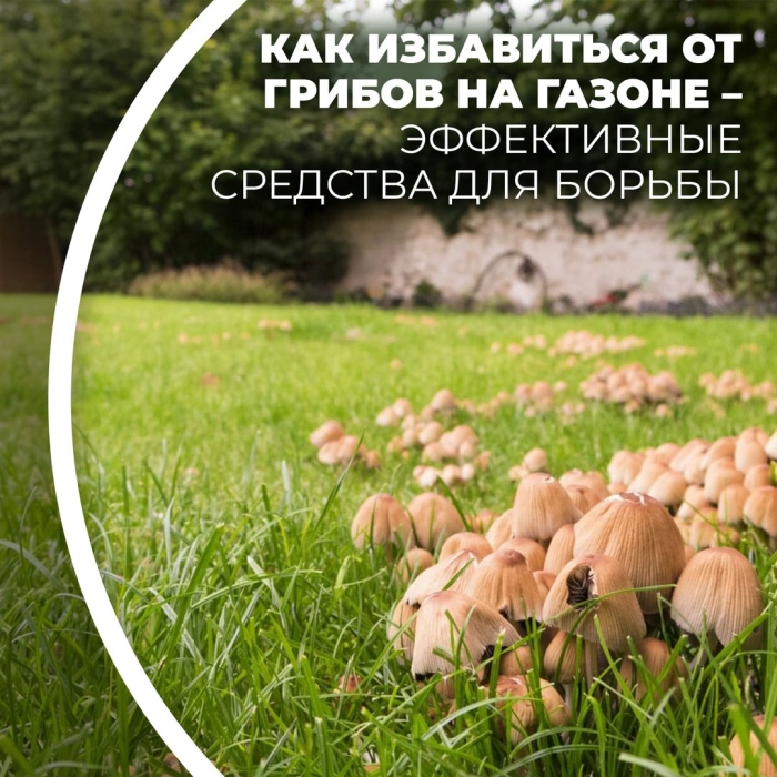 Опасные грибы