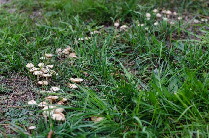 Опенок луговой marasmius oreades