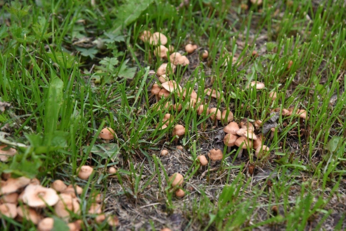 Опенок луговой