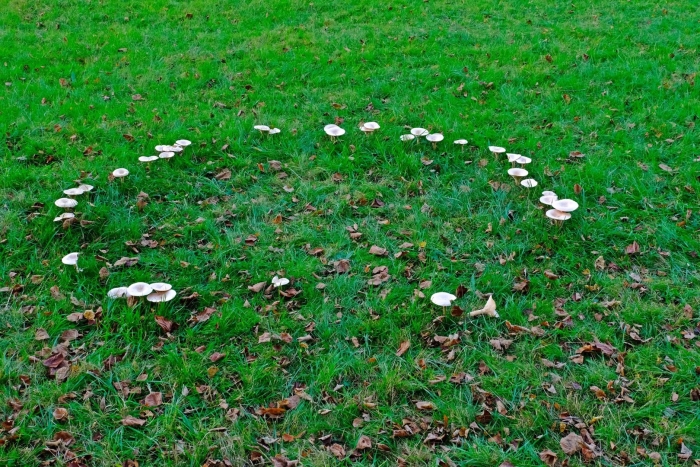 Fairy ring mushroom