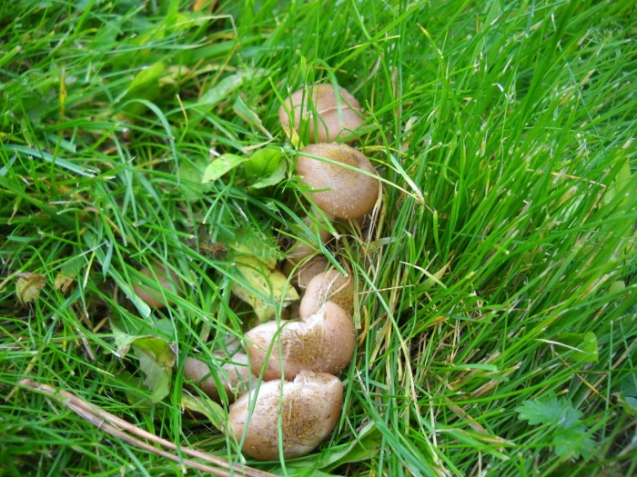 Опенок гриб