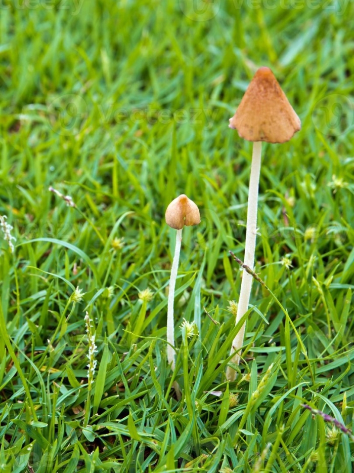 Psilocybe semilanceata