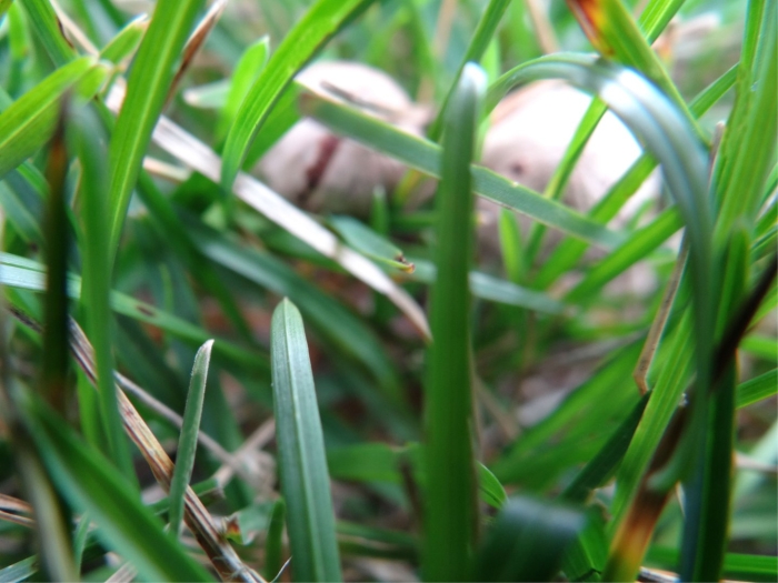 Трава природа