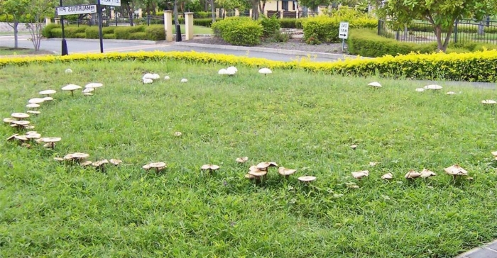 Fairy ring mushroom