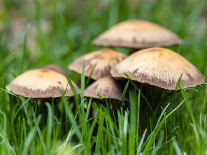 Луговые грибы