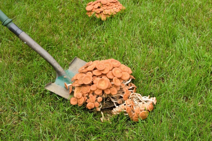 Гриб убирается