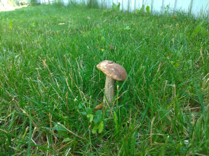 Съедобные грибы подберезовик