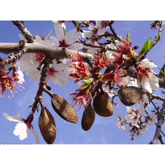 Миндаль плодовый дерево