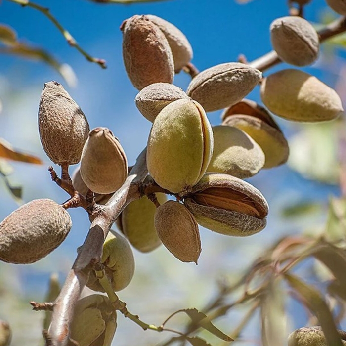 Миндаль обыкновенный