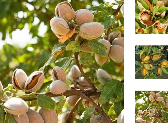 Миндаль сорт форос