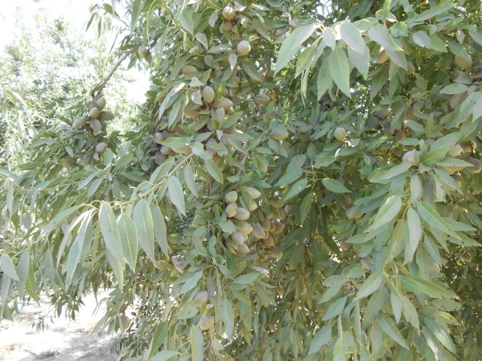 Дерево миндальное