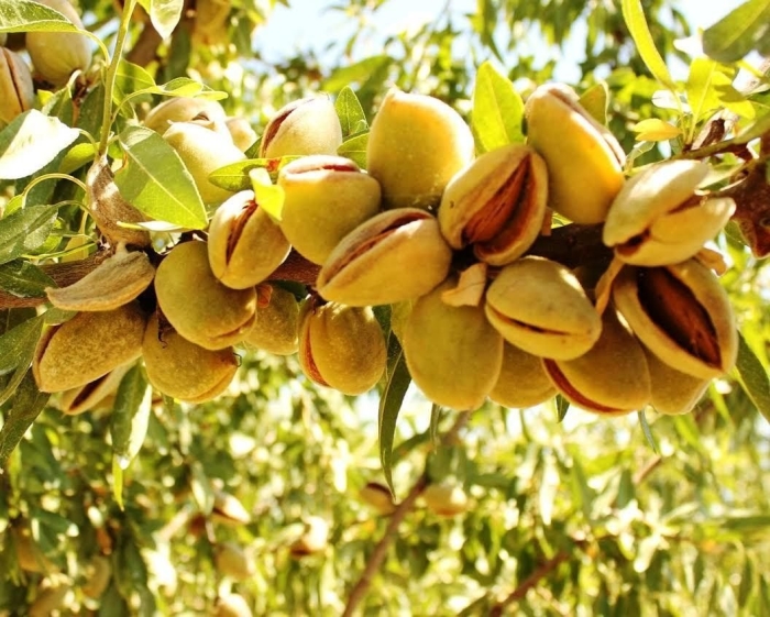 Миндаль ялтинский