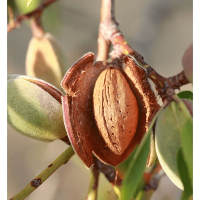 Миндаль бухарский