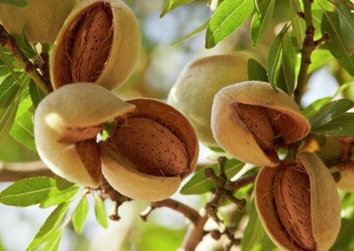 Миндаль орех дерево