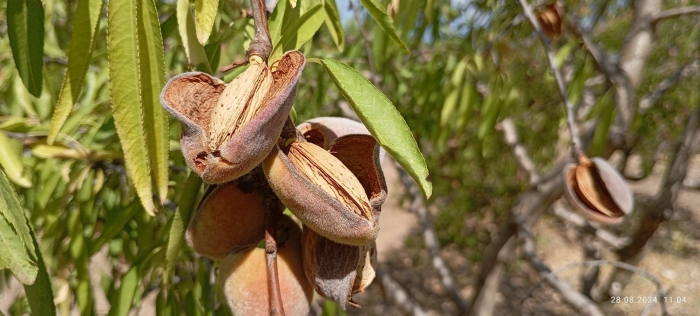 Миндаль никитский 62