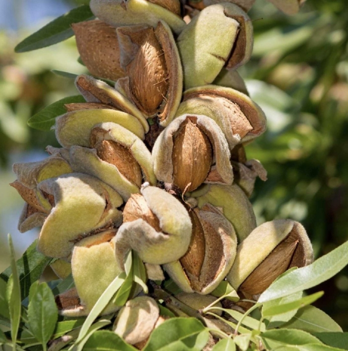 Миндаль сорт десертный