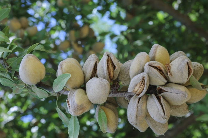 Almond tree