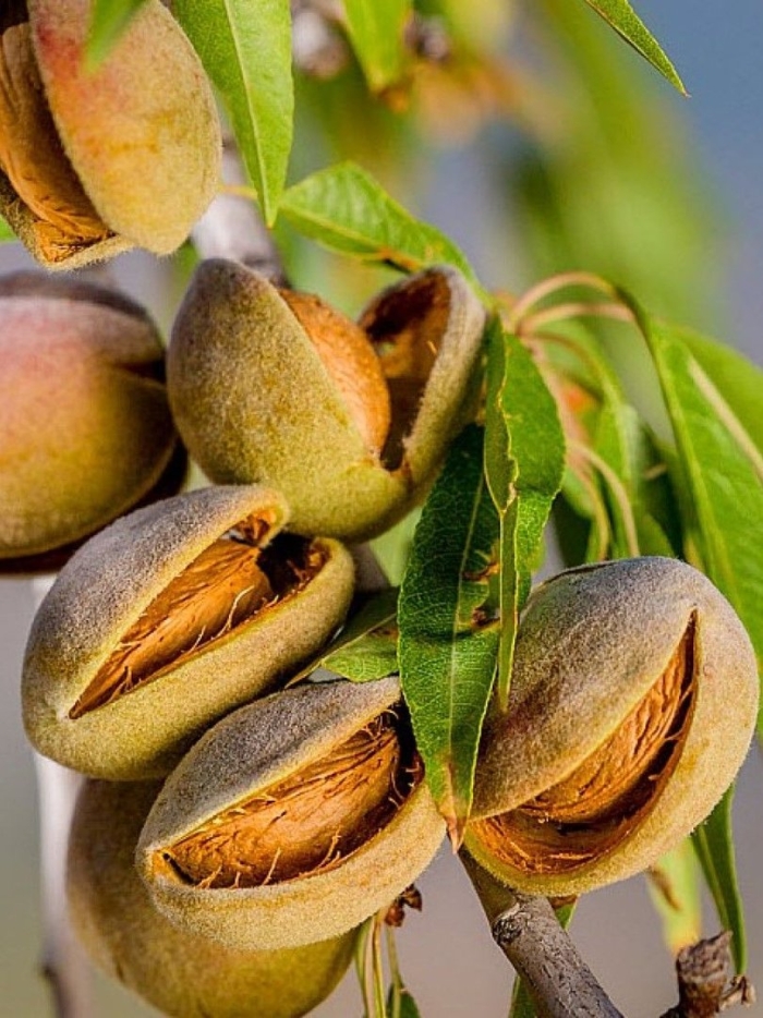 Миндальное дерево