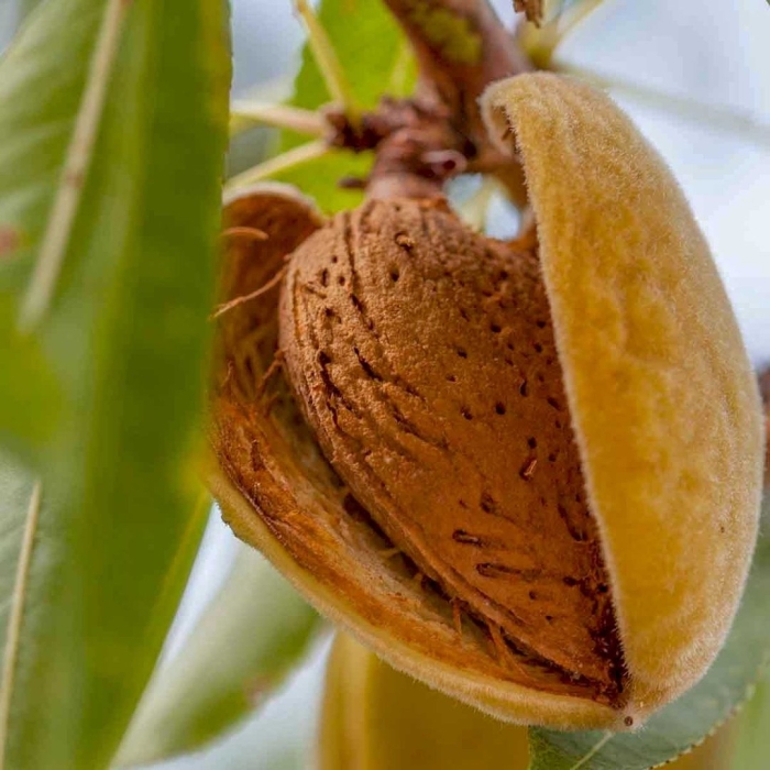 Миндаль орех дерево