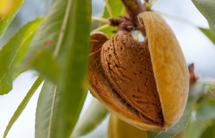 Миндаль антик