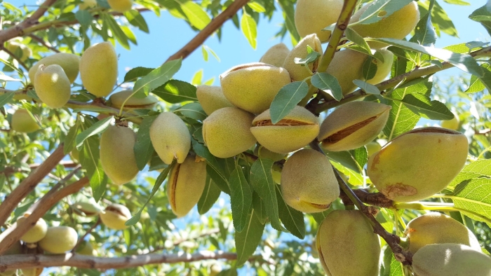 Миндальное дерево