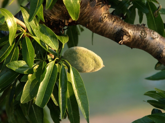 Дерево миндаль