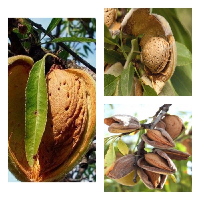 Миндаль никитский 62