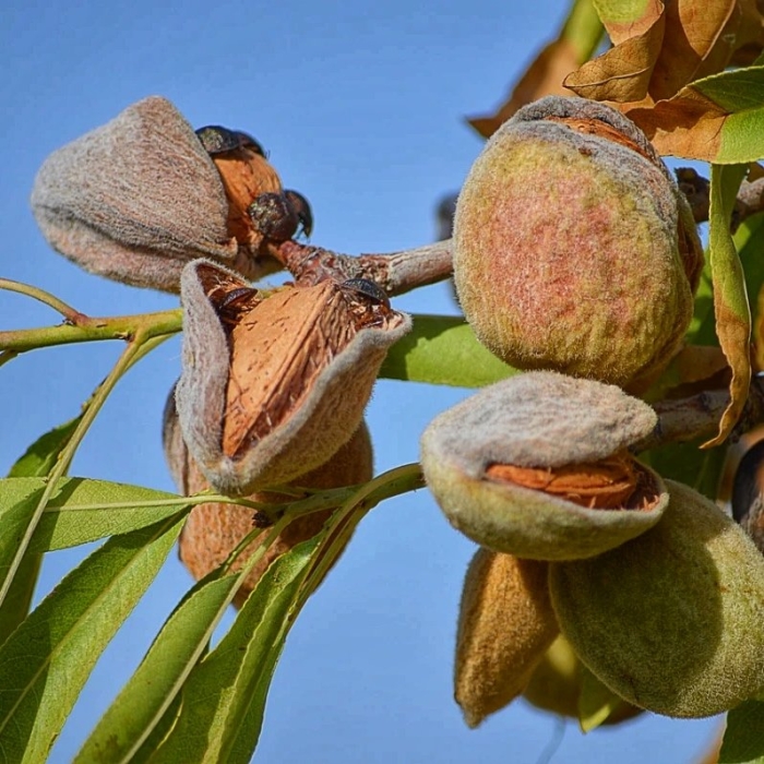 Миндаль обыкновенный дерево