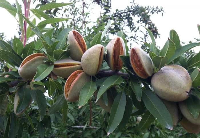 Миндаль форос