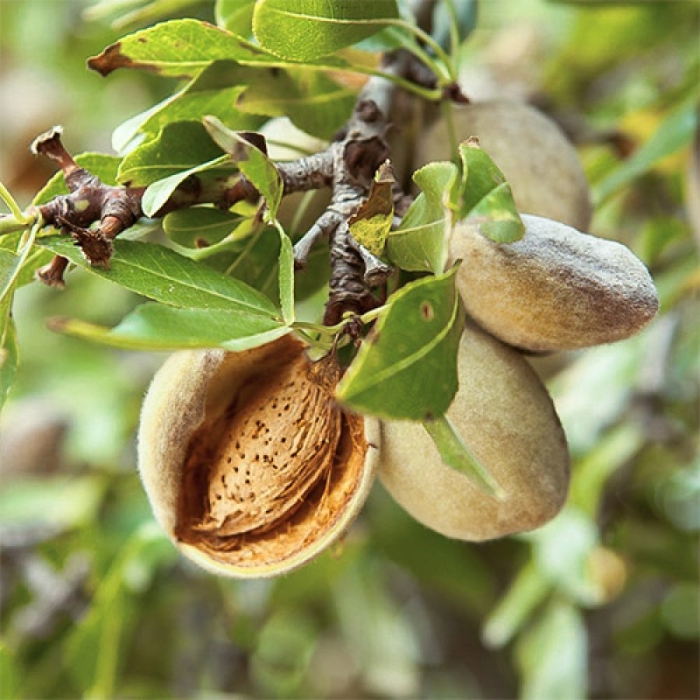 Миндаль обыкновенный дерево