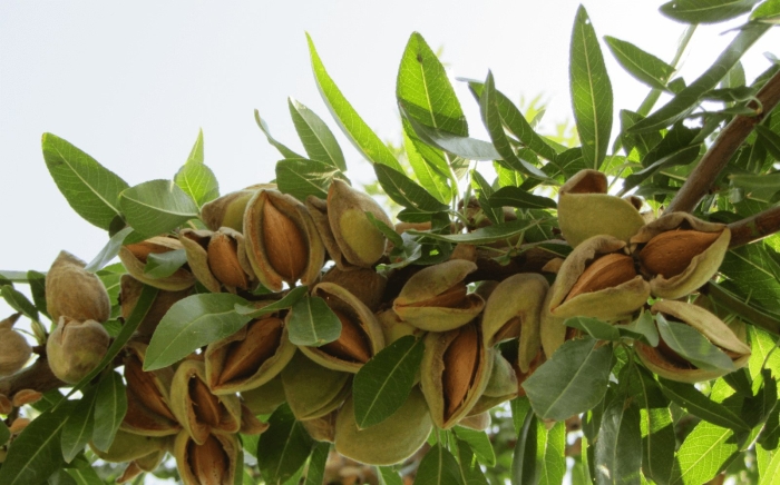 Королевский миндаль