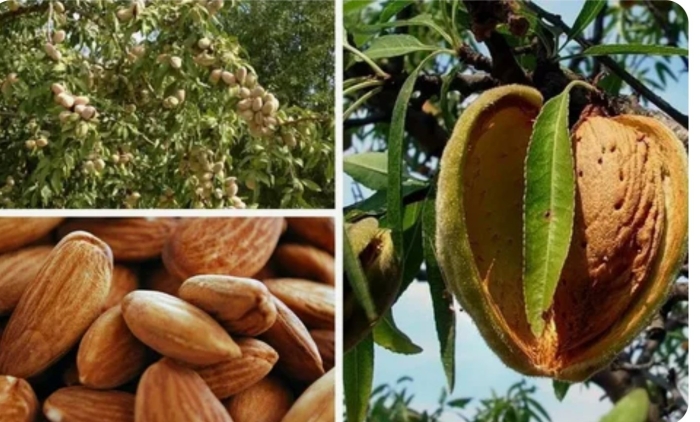 Миндаль сорт десертный