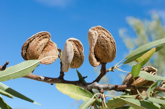 Миндаль дерево