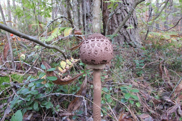 Гриб зонтик пёстрый macrolepiota procera