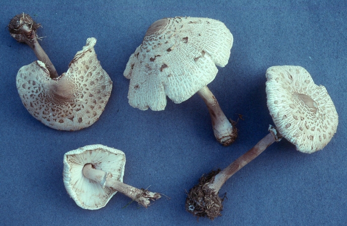 Macrolepiota procera гриб