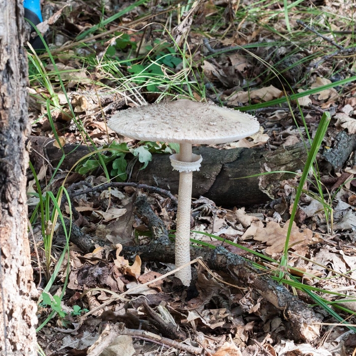 Макролепиота гриб зонтик