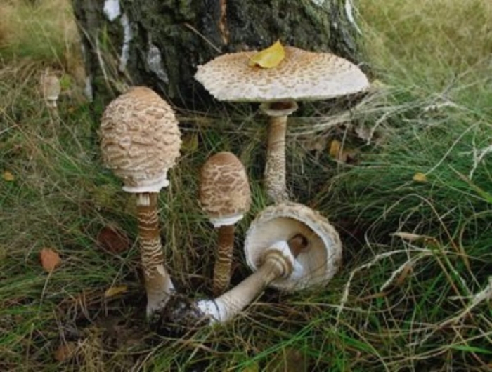 Зонтик пёстрый macrolepiota procera